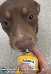 After being chained to a tree for years, this pup is enjoying their string cheese.