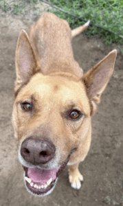 Nina is a sweet girl, looking for her forever home.