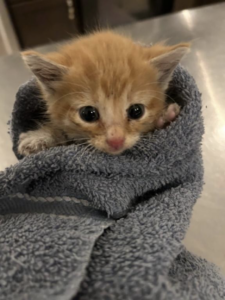 Sweet Butter Bean, a holiday miracle kitten, all cleaned up.