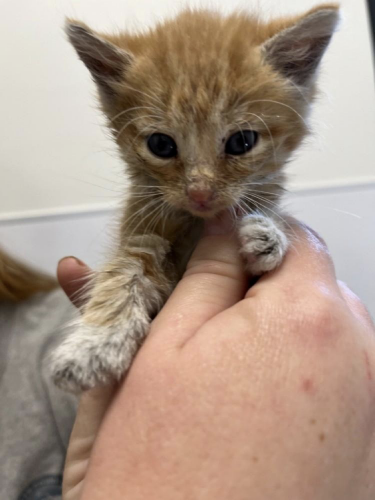 Sweet Butter Bean, our holiday miracle, was found in a plastic shopping bag, discarded at roadside.