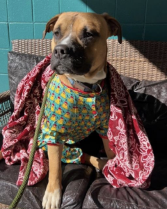 Cody Rhodes is the biggest snuggler and is truly a teddy bear.