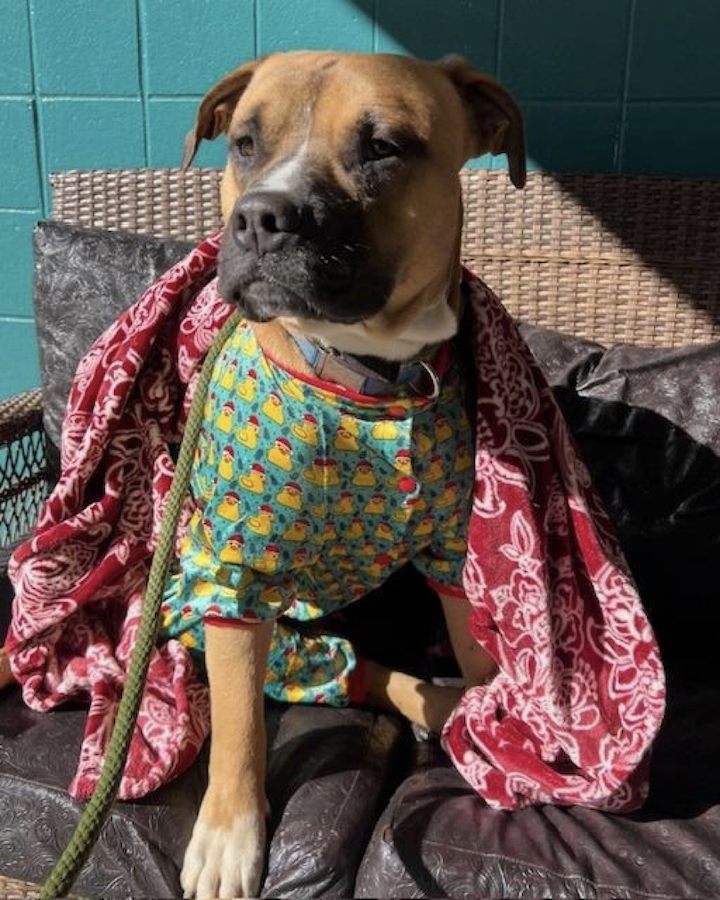 Cody Rhodes is the biggest snuggler and is truly a teddy bear.