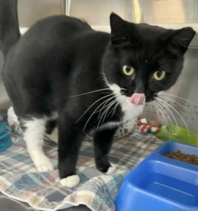 Jack is our snuggly kitty. He loves to cuddle and purrs.