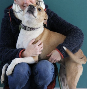 Roxy, a darling cattle dog mix, is one the most loving dogs currently at the shelter.