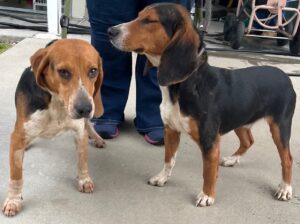Sweet hounds waiting for their forever home