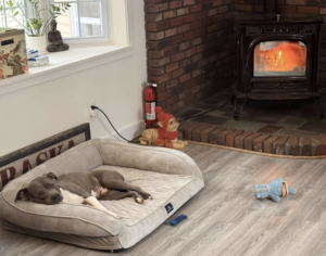 Gus enjoying his bed by the wood stove.