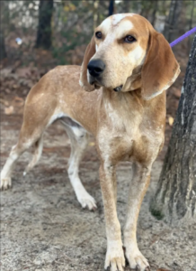 Leroy, the hound dog, is looking for someone to love.