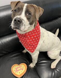 Sweet Rio is available for adoption.