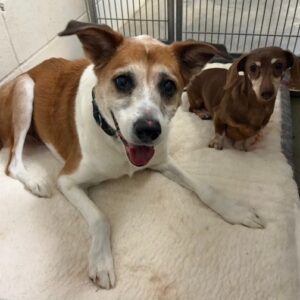 Bailey and Morgan, a senior pair