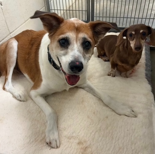 Bailey and Morgan, a senior pair