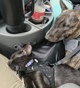 Beetlejuice, the kitten, and his best dog friend