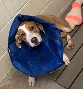 Colby came in with a fractured leg and healed so much easier in his medical foster home.