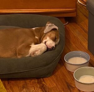 Colby was able to heal more quickly in his foster home.