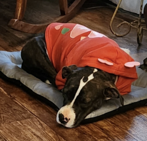 Darla loves her new home