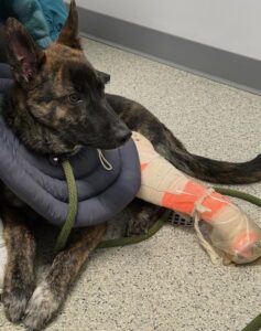 Puppy Remi came in with a fractured leg.