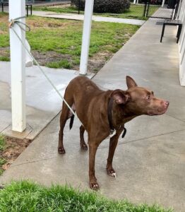 Captain was found tied to a shelter pole.