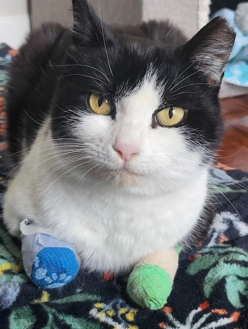 Gracie was found and saved on Valentine's Day.