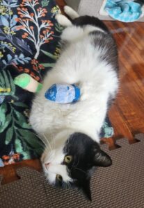 Gracie, brought in on Valentine's Day, is a such a sweet girl as she recovers from her surgery.