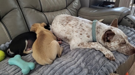 Stormy takes care of foster puppies.