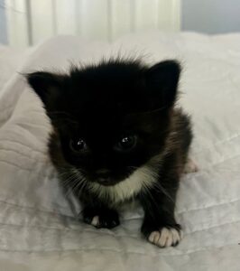 Rocky, being a sweet and cute foster kitten.