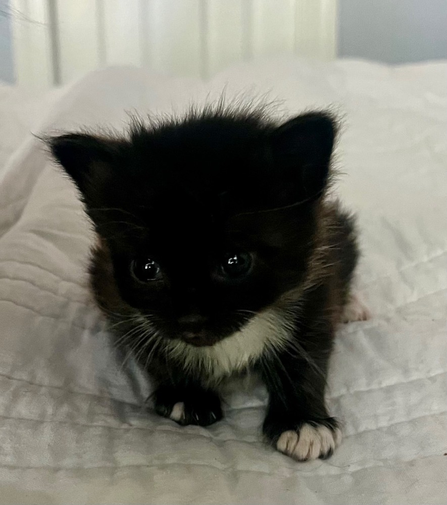 Rocky, being a sweet and cute foster kitten.