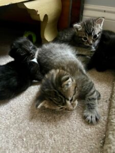 Fostering kittens