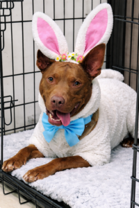 Captain, the Bunny AI-generated photo illustration based on images of shelter dogs at the Aiken County Animal Shelter.