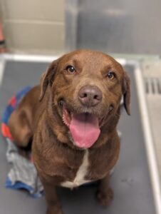 Gravy, just one of the amazing animals ready for adoption.