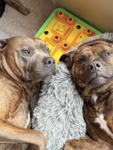 Gus (r), so comfy at home