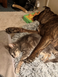 Gus (r), so comfy in his new home