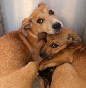 So many wonderful animals ready for adoption!