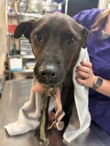 Alice was neglected when she came into the shelter.