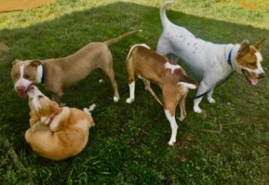 Dogs relaxing after a vigorous romp in the yard