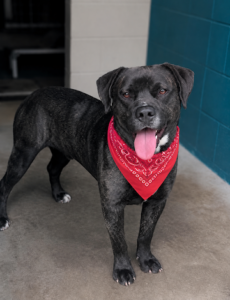 Bowswer, awaiting his new home