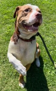 Adoptable Buster Showing His ‘Shake,’ a trick he knew before arriving as a stray!