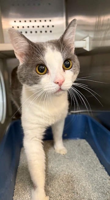 Adoptable Mr. Steal Your Girl, loving and chatty!