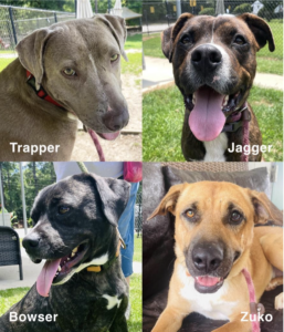 Come volunteer at the Aiken County Shelter to help animals and find your community.