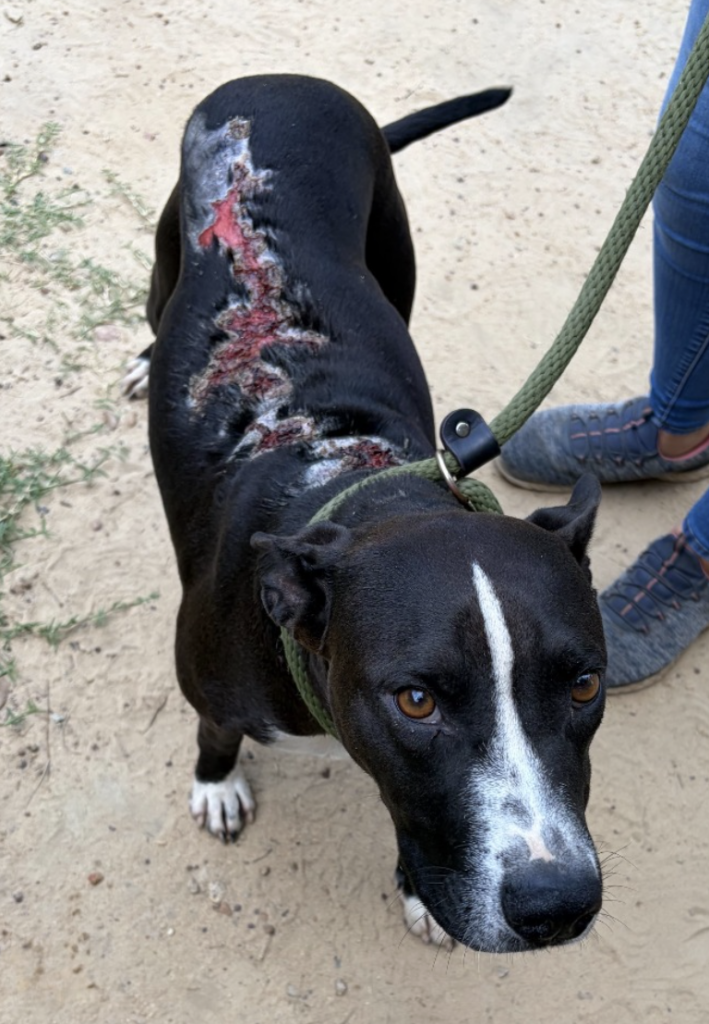 Meet Frank – he is currently available for adoption at the Aiken County Animal Shelter. The scars on his back were likely cased by scraping under a fence trying to escape something scary. These accidents are preventable by keeping pets indoors during fireworks.