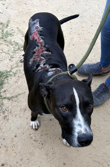 Frank coming into the shelter