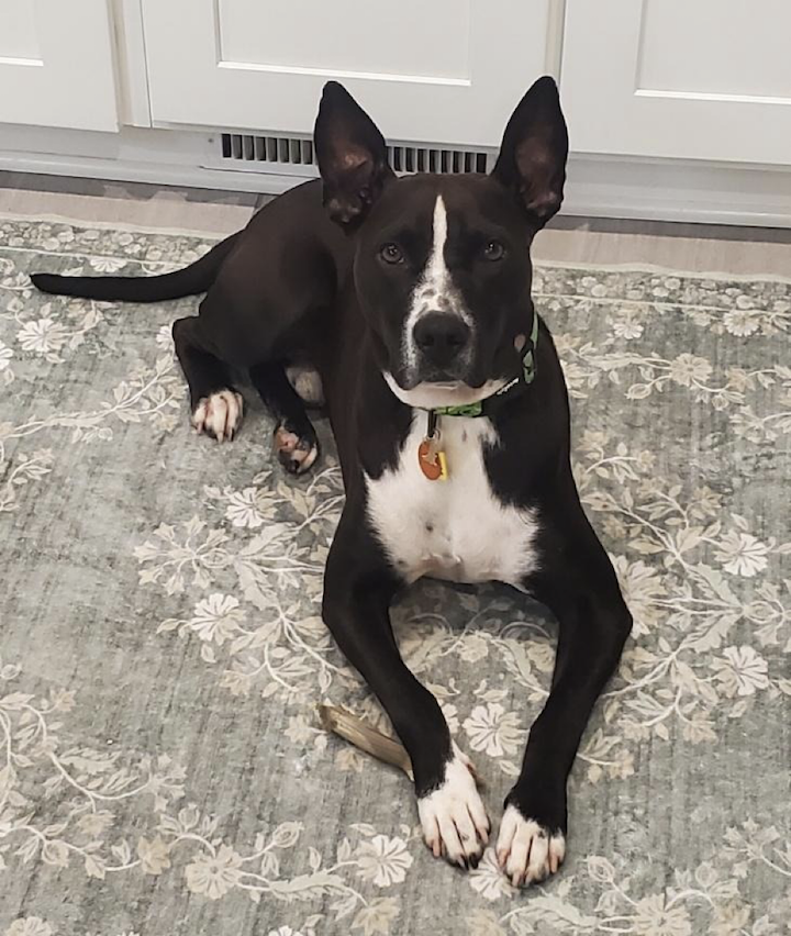 Frank loves his new home.