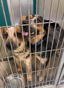 Bluey and Bingo are ready to find their forever home.