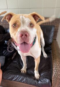 Flynn is ready for his forever home.