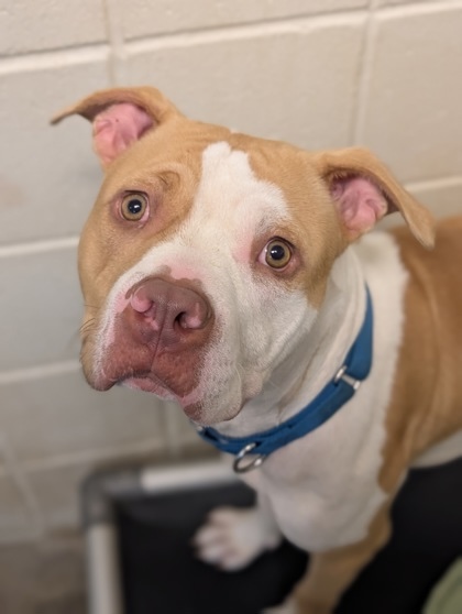Flynn needs his forever home.