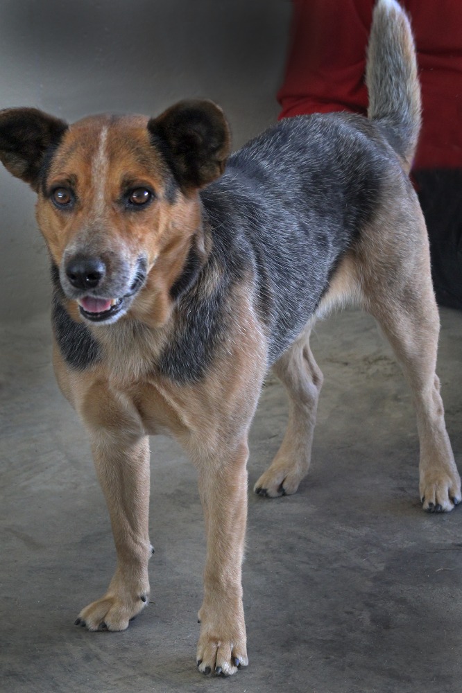 Adoptable Avery (Photo by Vincent Verrecchio)