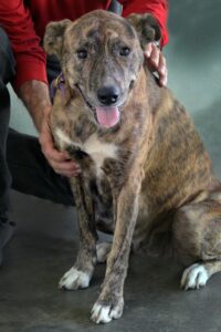 Sweet, adoptable Cinnamon Roll (Photo by Vincent Verrecchio)