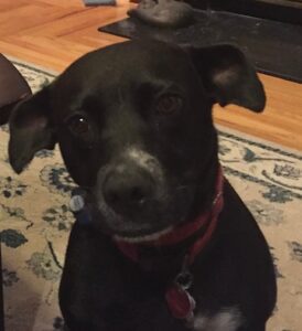 Trinity, a cherished family member