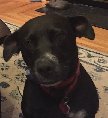 Trinity, a cherished family member